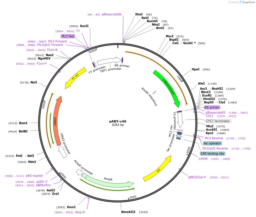 201774-plasmid-map-sequence-id-403486