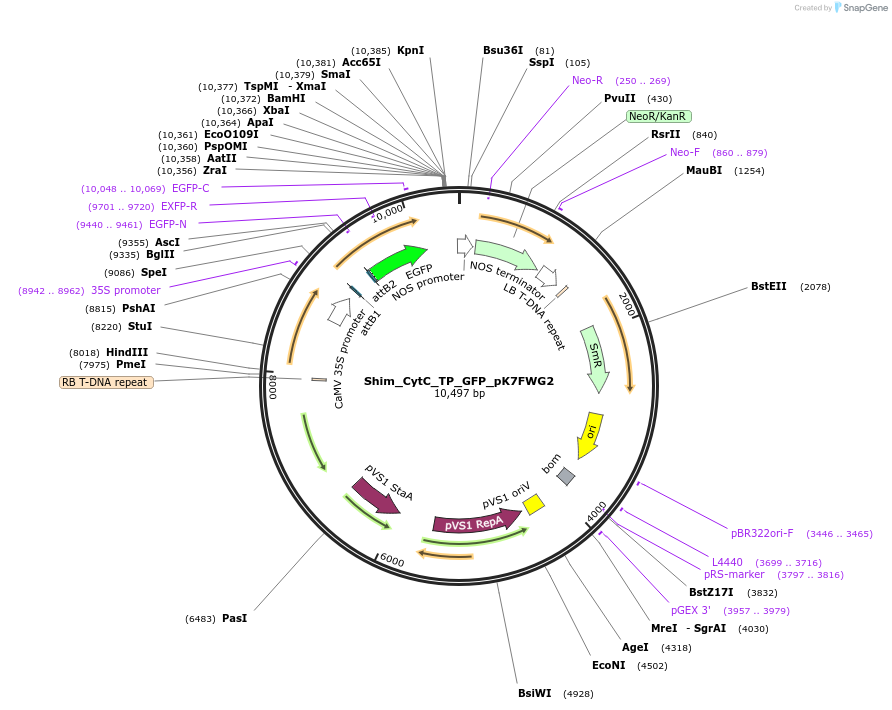 202646-plasmid-map-sequence-id-403492