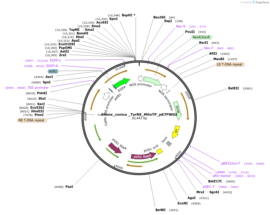 202657-plasmid-map-sequence-id-403493