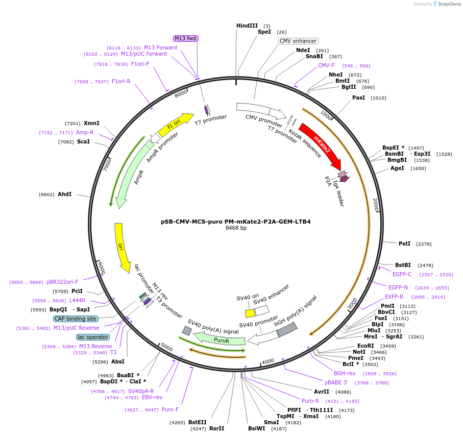 202643-plasmid-map-sequence-id-403496