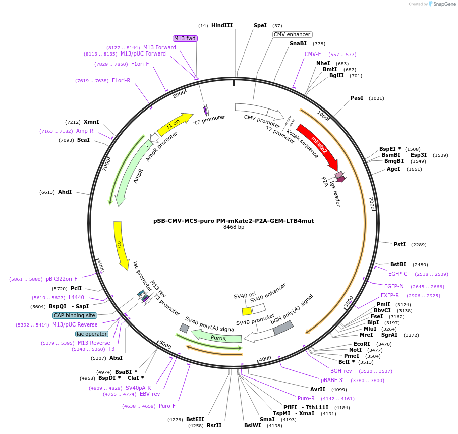 202644-plasmid-map-sequence-id-403502