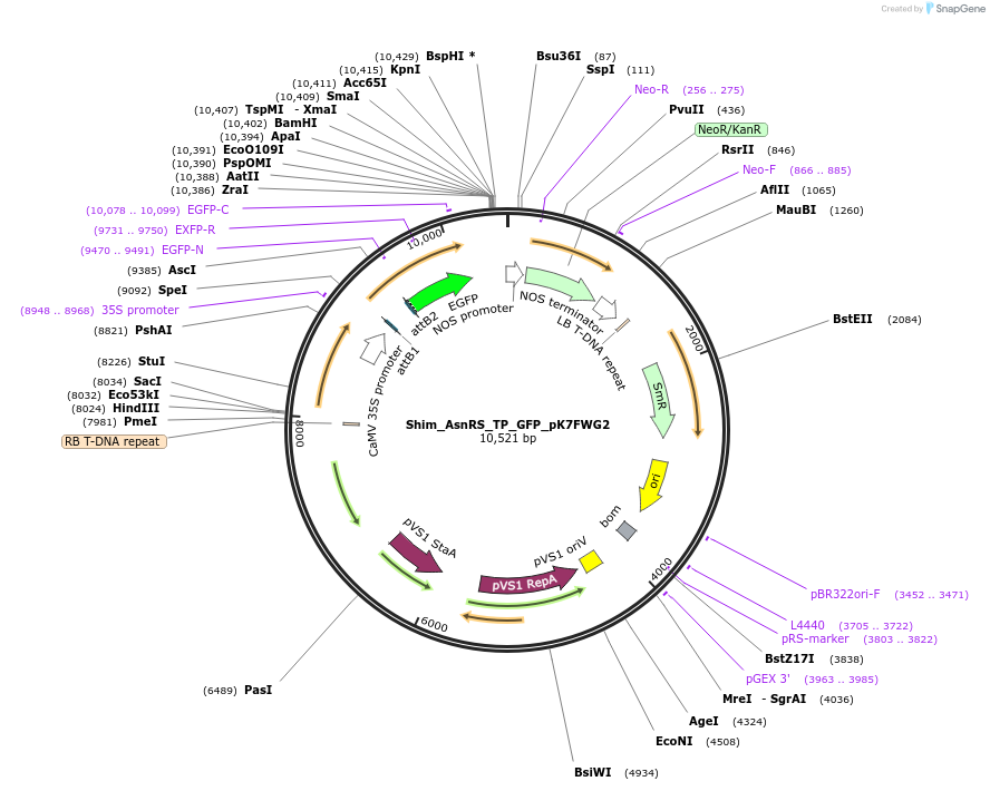 202649-plasmid-map-sequence-id-403507