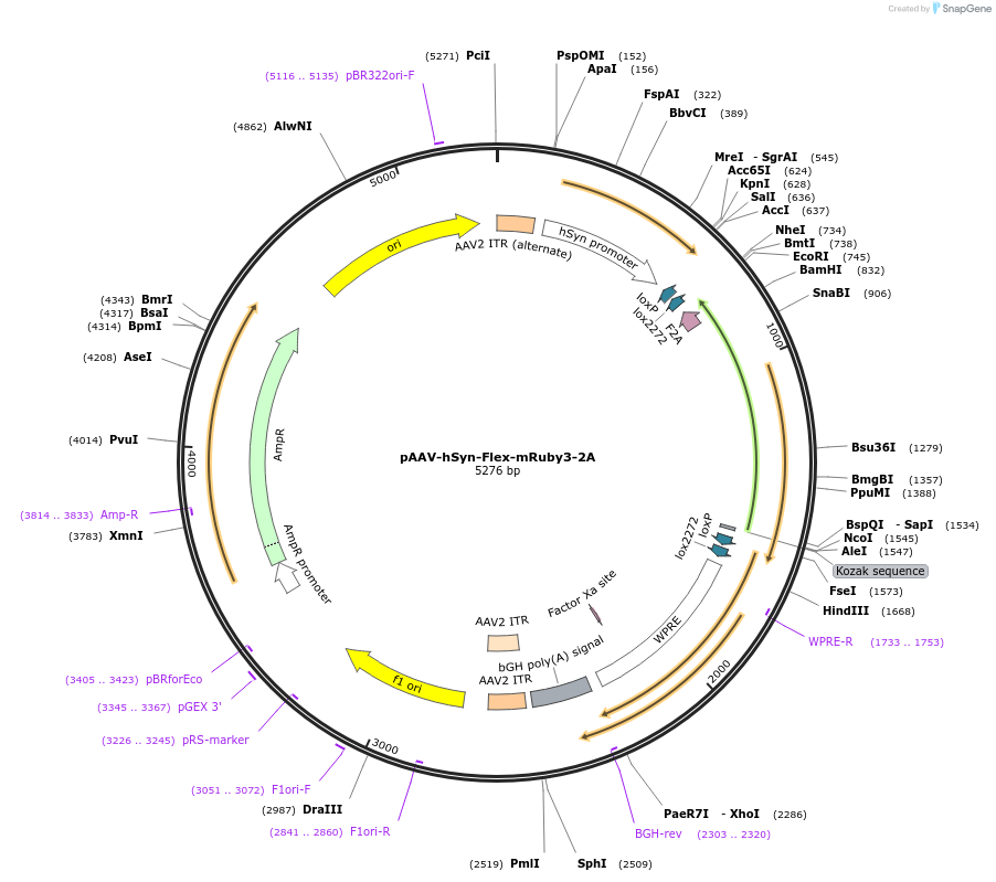 203846-plasmid-map-sequence-id-403522