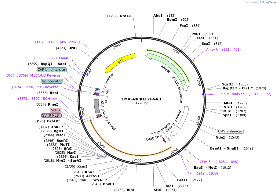 204636-plasmid-map-sequence-id-403528