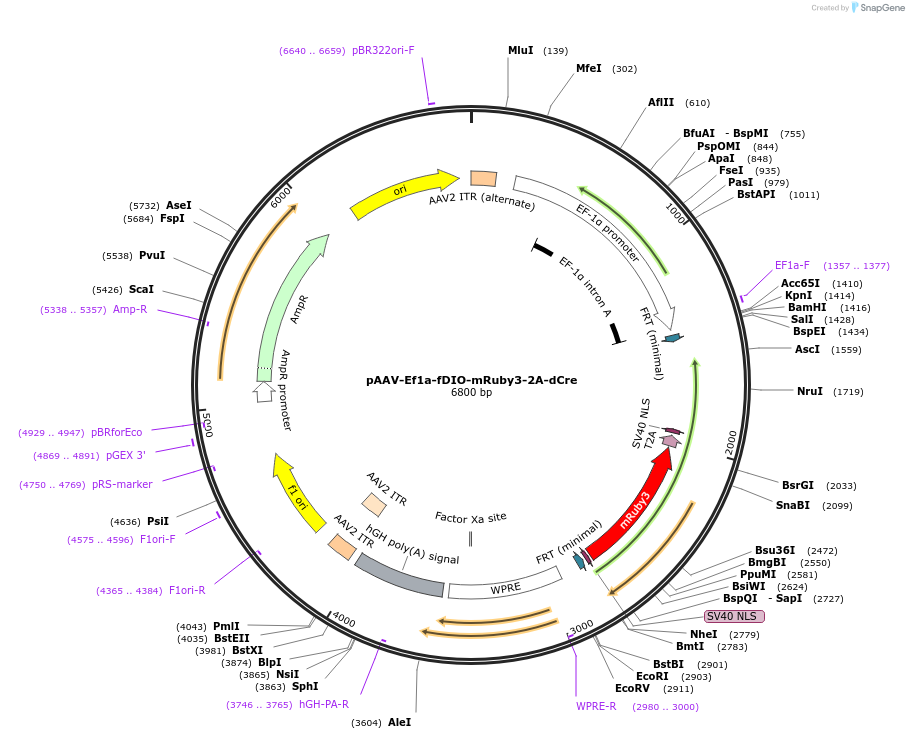 203845-plasmid-map-sequence-id-403531