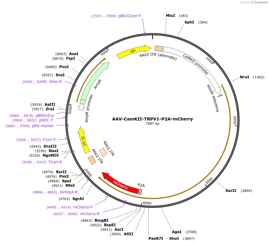 200829-plasmid-map-sequence-id-403569