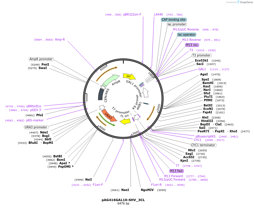 203473-plasmid-map-sequence-id-403571