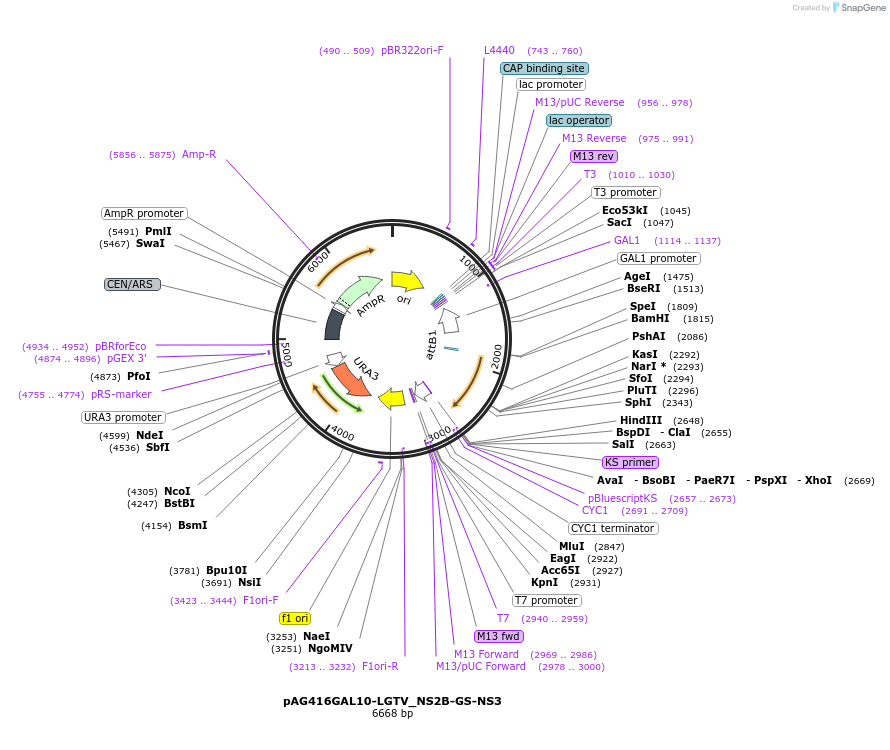 203468-plasmid-map-sequence-id-403572