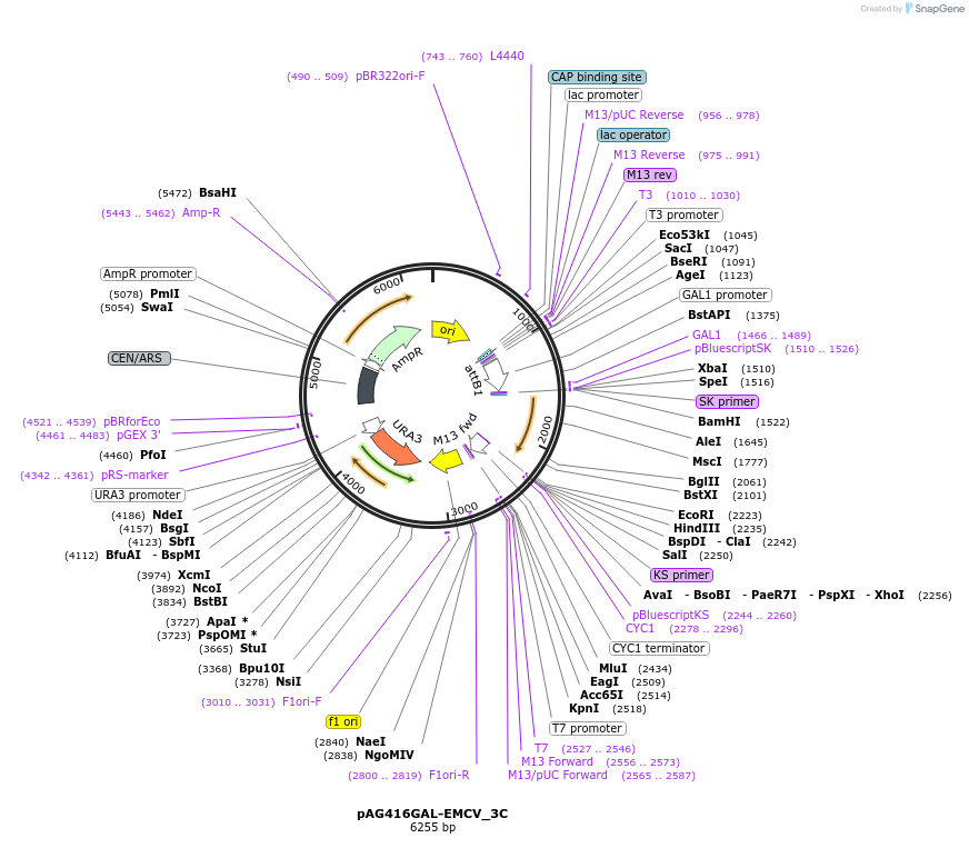 201941-plasmid-map-sequence-id-403575