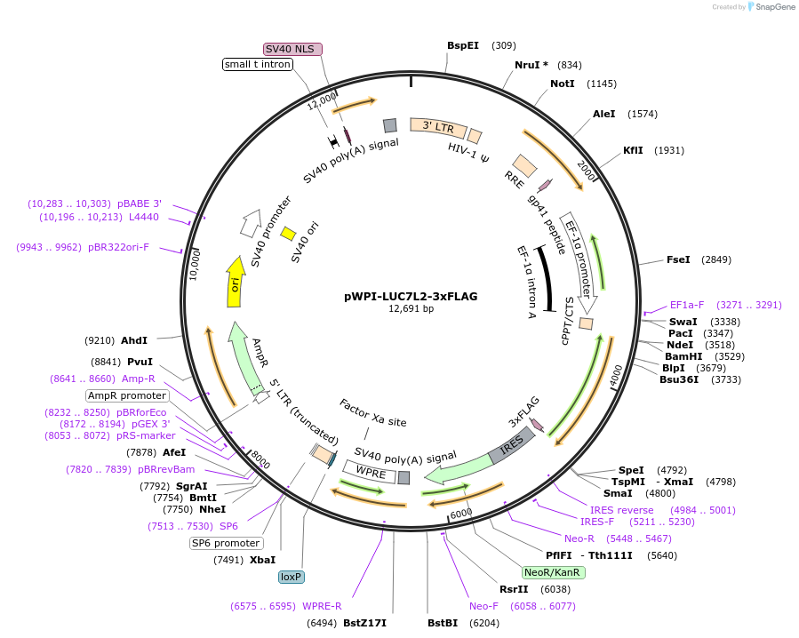201641-plasmid-map-sequence-id-403577