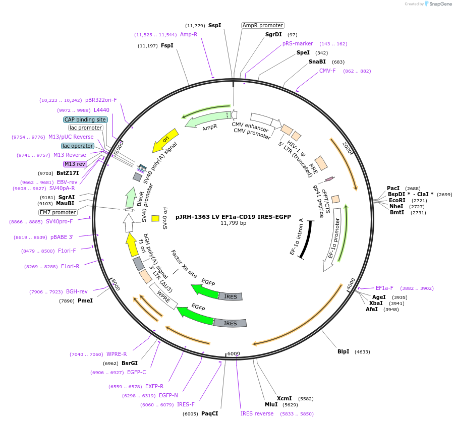201919-plasmid-map-sequence-id-403583