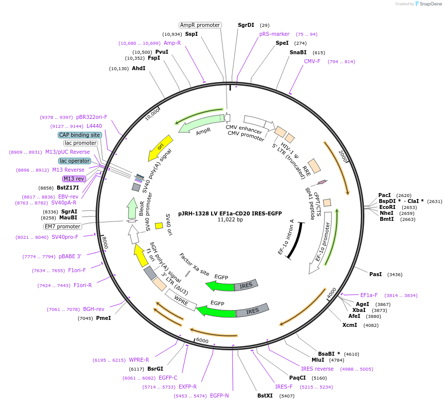201918-plasmid-map-sequence-id-403584