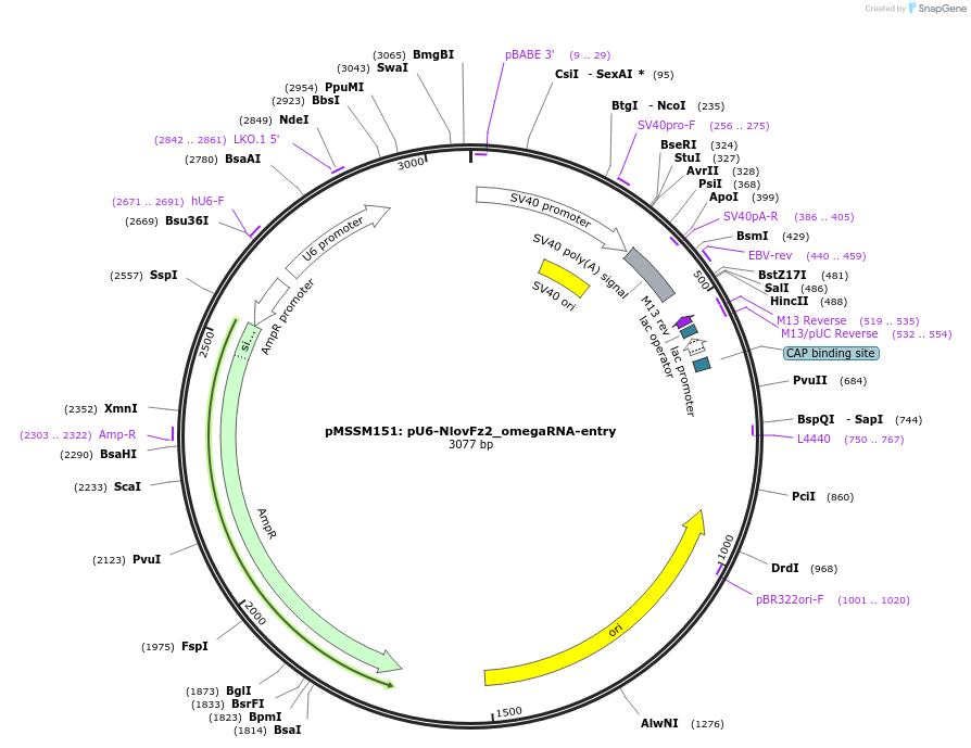 205263-plasmid-map-sequence-id-403608