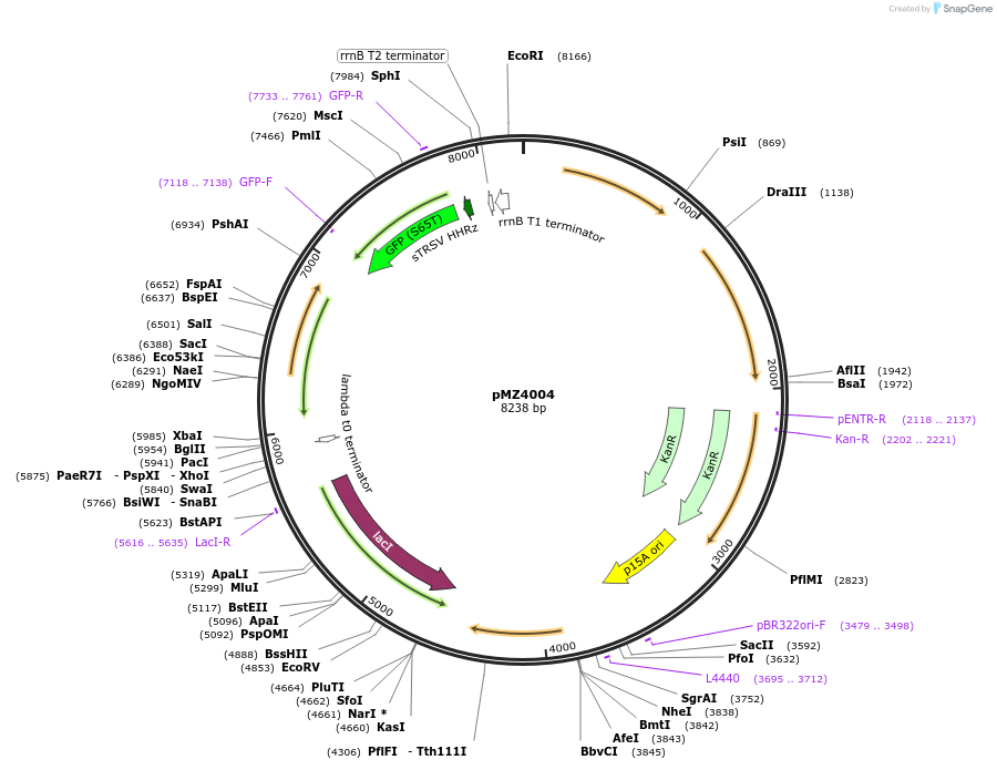 204401-plasmid-map-sequence-id-403612