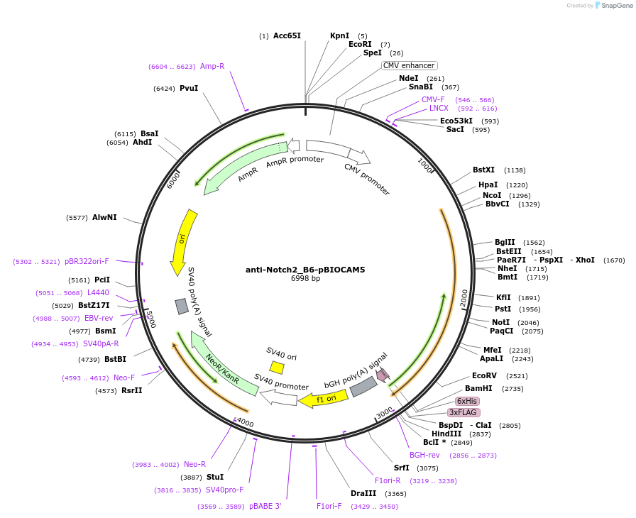 39347-plasmid-map-sequence-id-403630