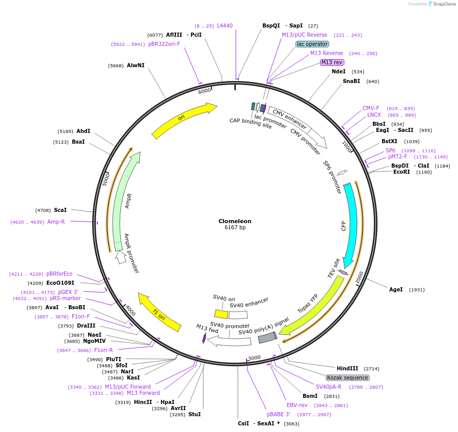 203723-plasmid-map-sequence-id-403632