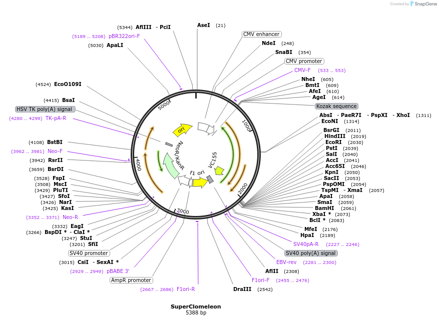 203724-plasmid-map-sequence-id-403640