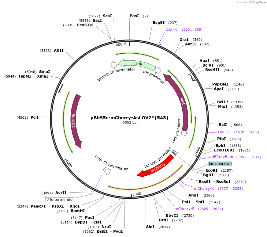 202712-plasmid-map-sequence-id-403642