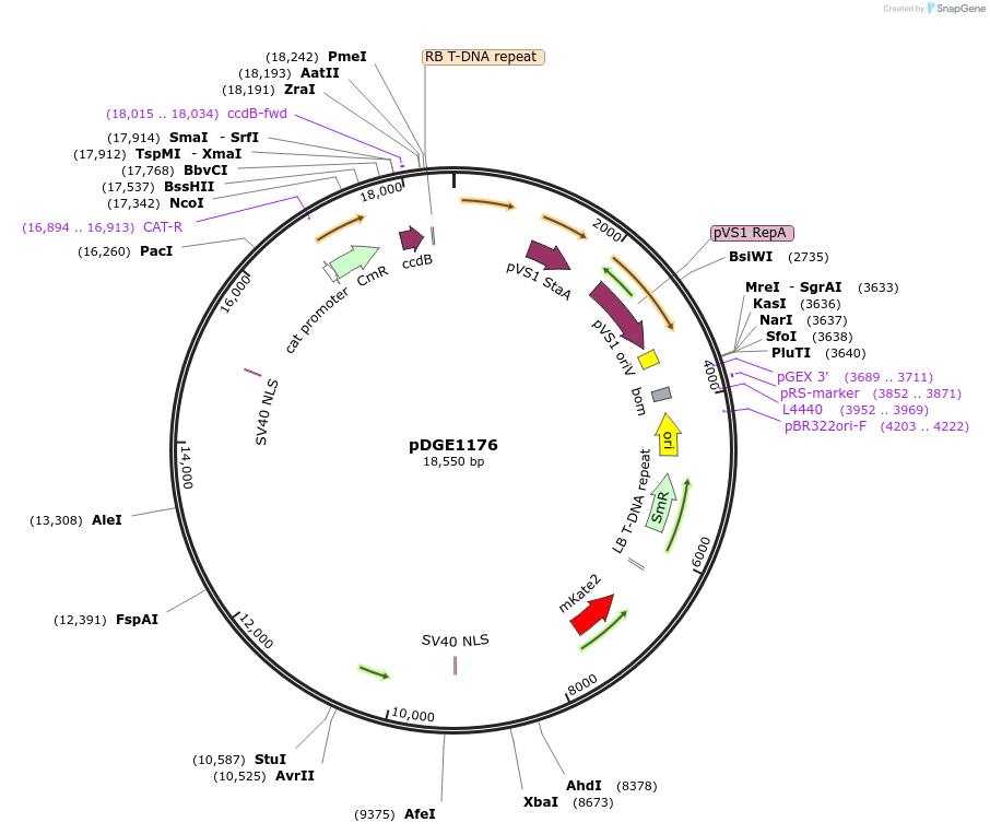 202774-plasmid-map-sequence-id-403647