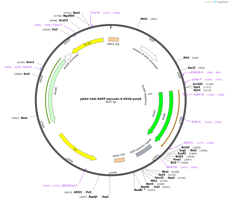190873-plasmid-map-sequence-id-403655