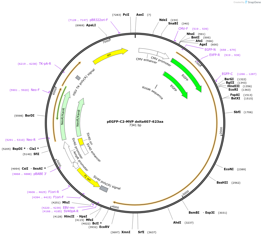 204544-plasmid-map-sequence-id-403658