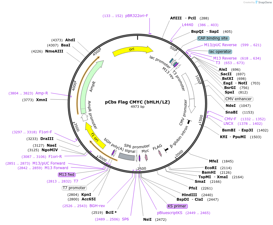 203424-plasmid-map-sequence-id-403659
