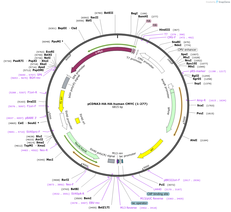 203428-plasmid-map-sequence-id-403662