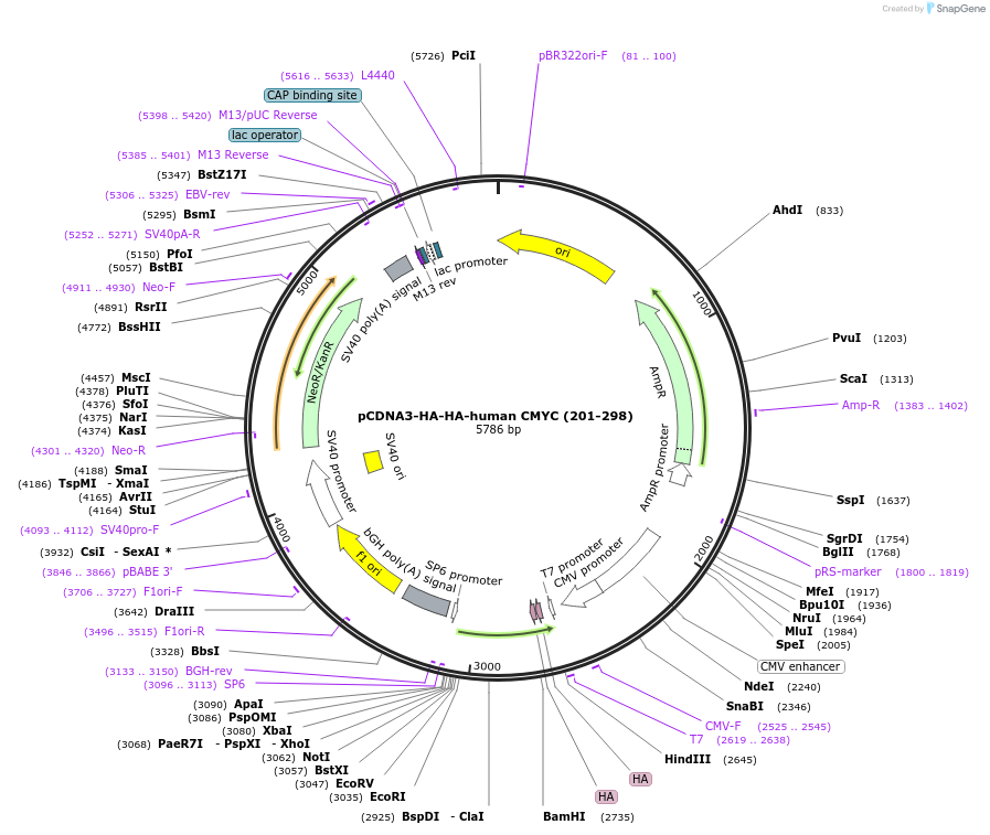203431-plasmid-map-sequence-id-403663
