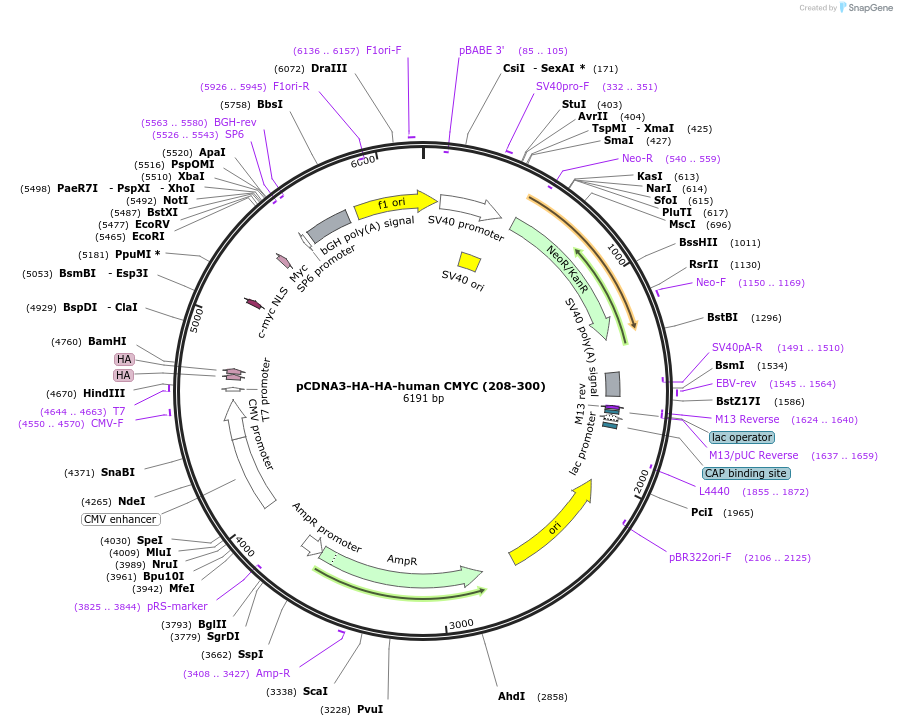 203432-plasmid-map-sequence-id-403664