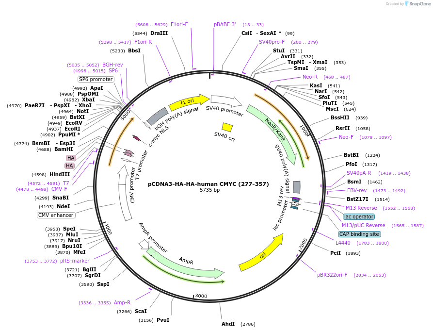 203434-plasmid-map-sequence-id-403666