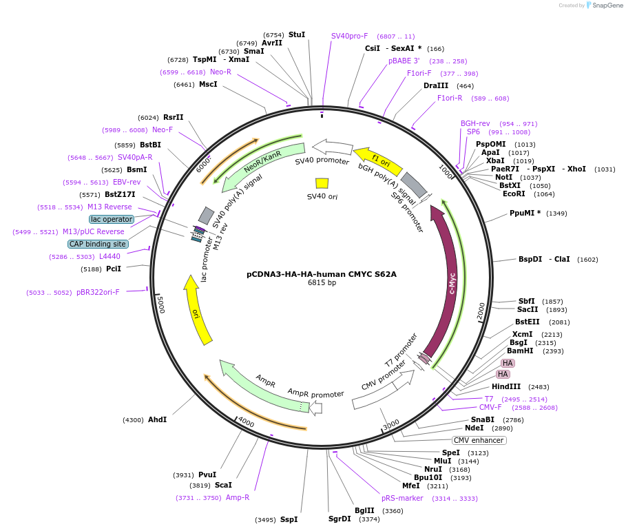 203436-plasmid-map-sequence-id-403667