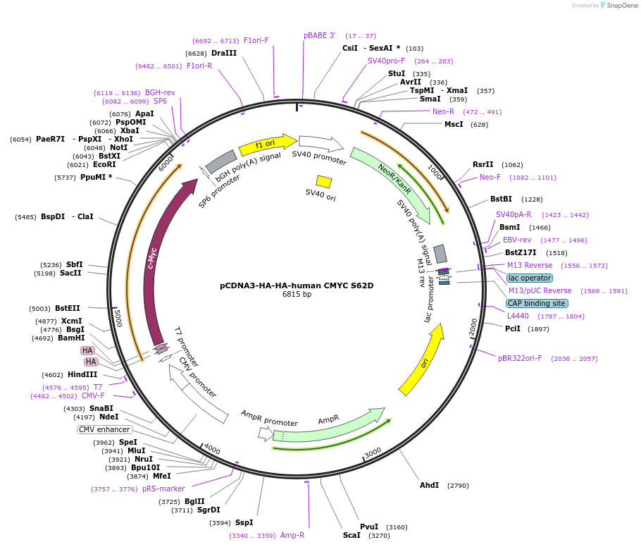 203437-plasmid-map-sequence-id-403669