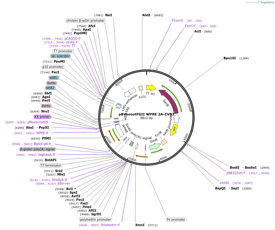 202076-plasmid-map-sequence-id-403671