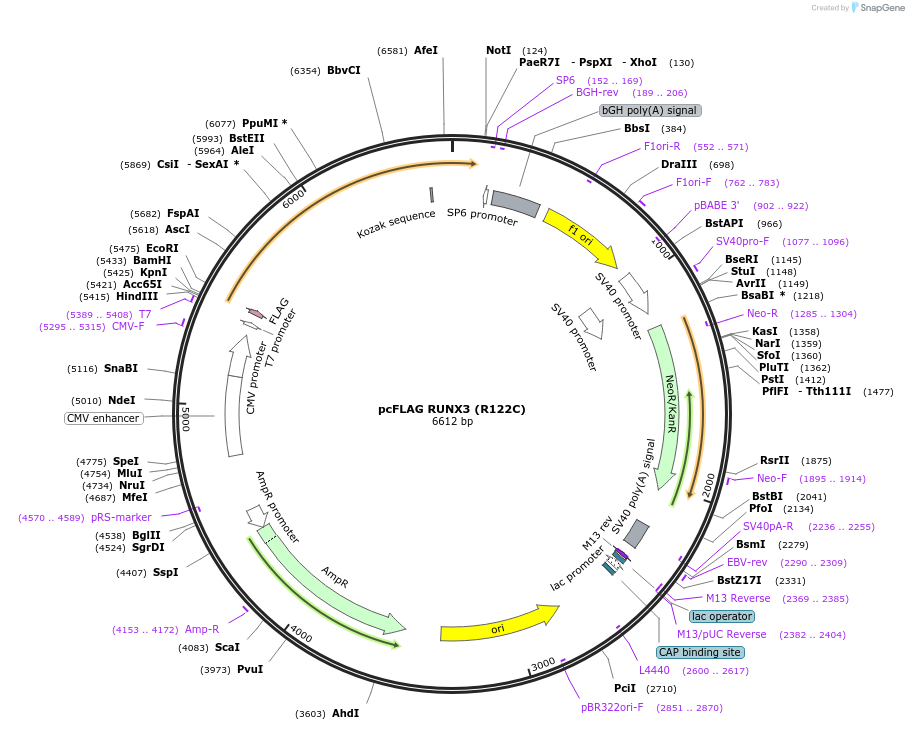 203438-plasmid-map-sequence-id-403674