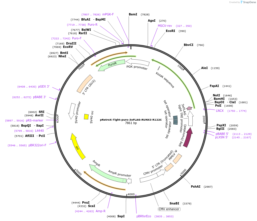 203439-plasmid-map-sequence-id-403675