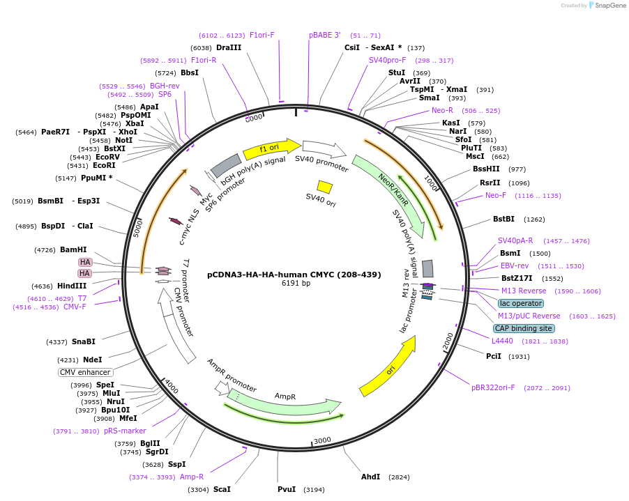 203433-plasmid-map-sequence-id-403676