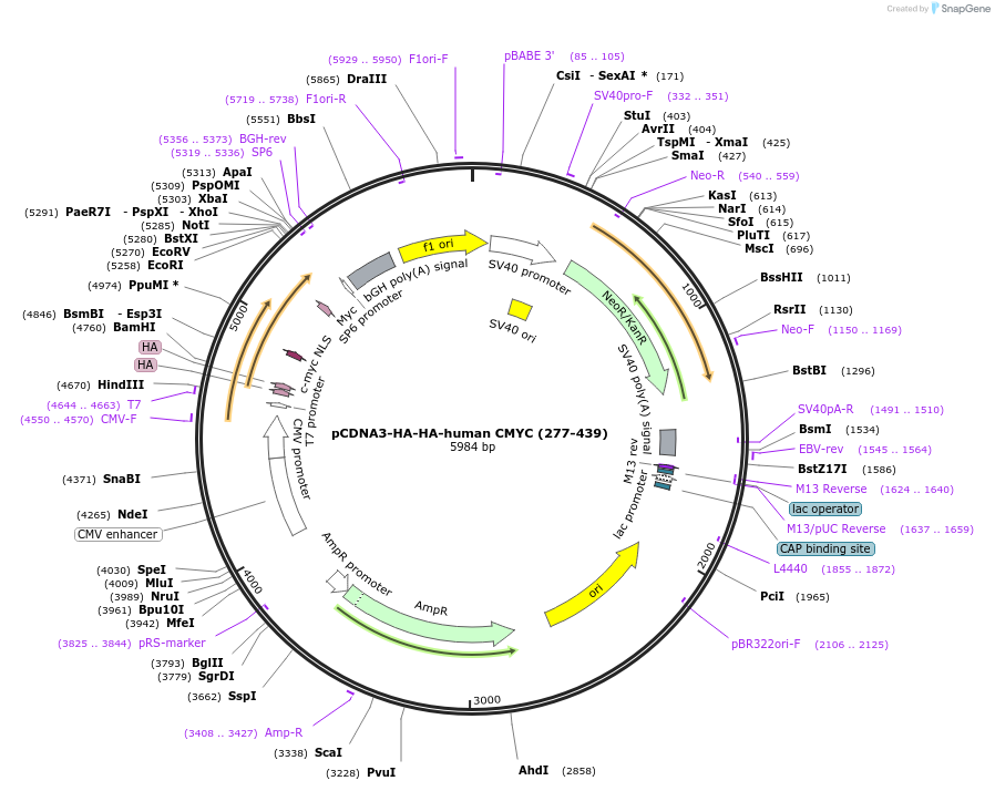 203435-plasmid-map-sequence-id-403677