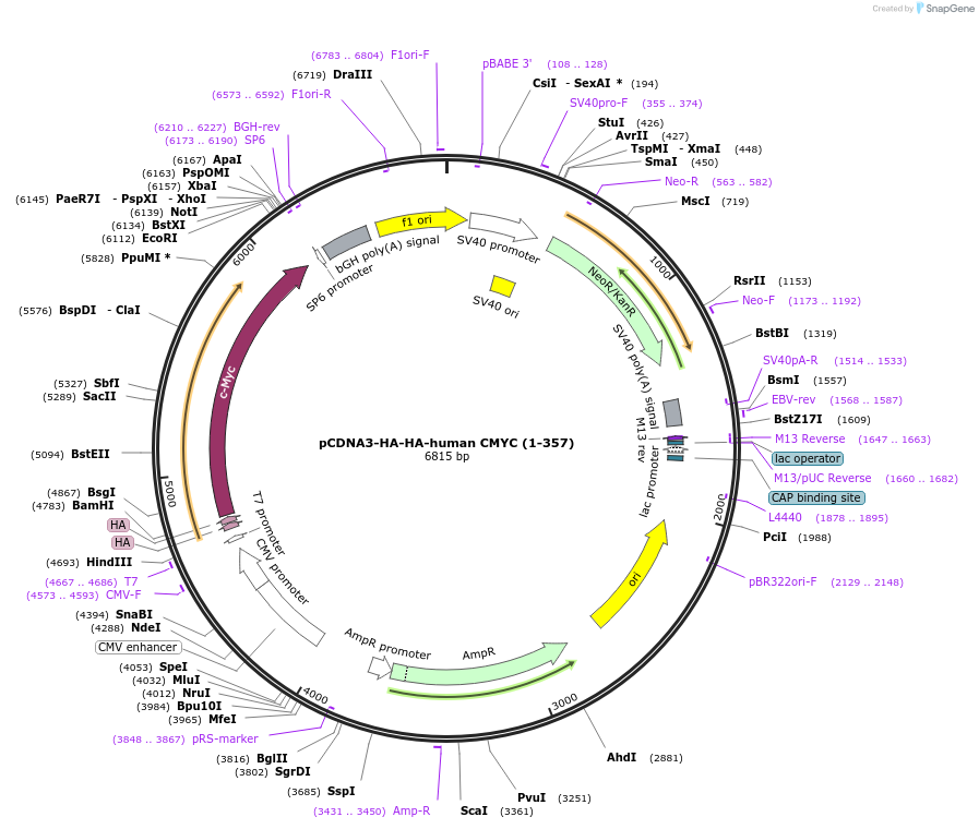 203429-plasmid-map-sequence-id-403678