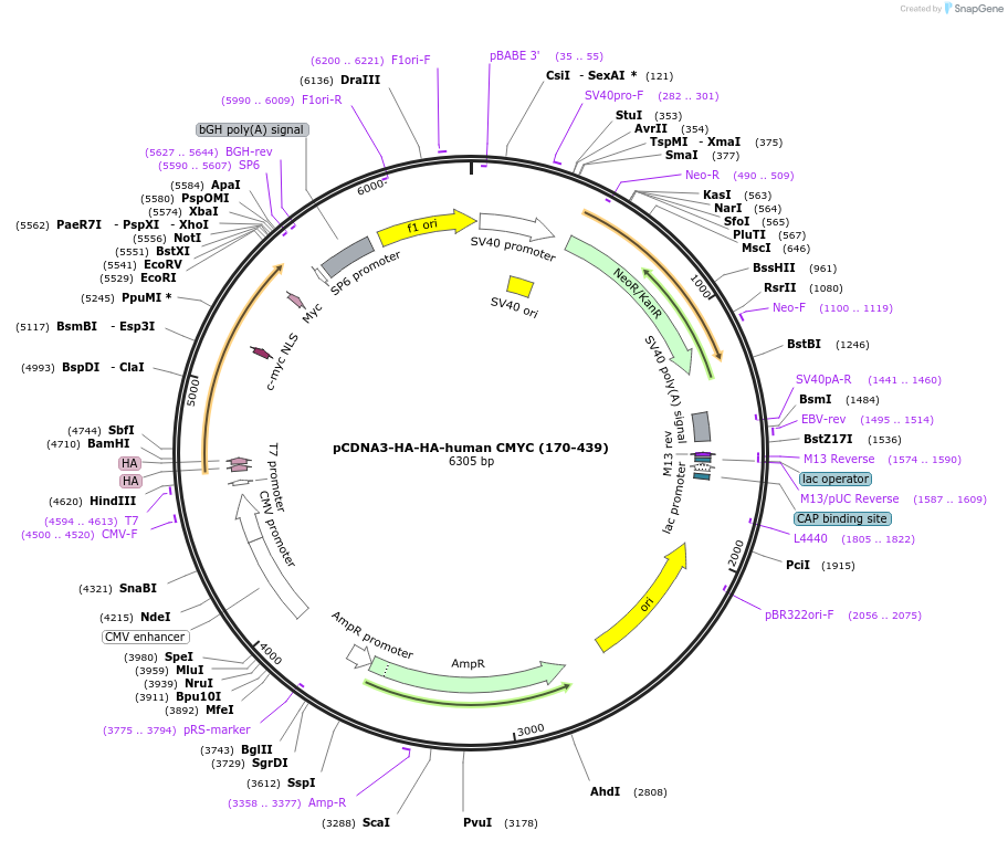 203430-plasmid-map-sequence-id-403679