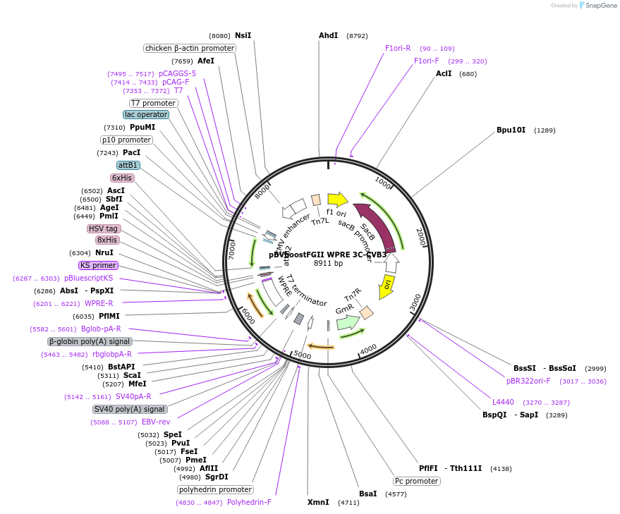 202077-plasmid-map-sequence-id-403680