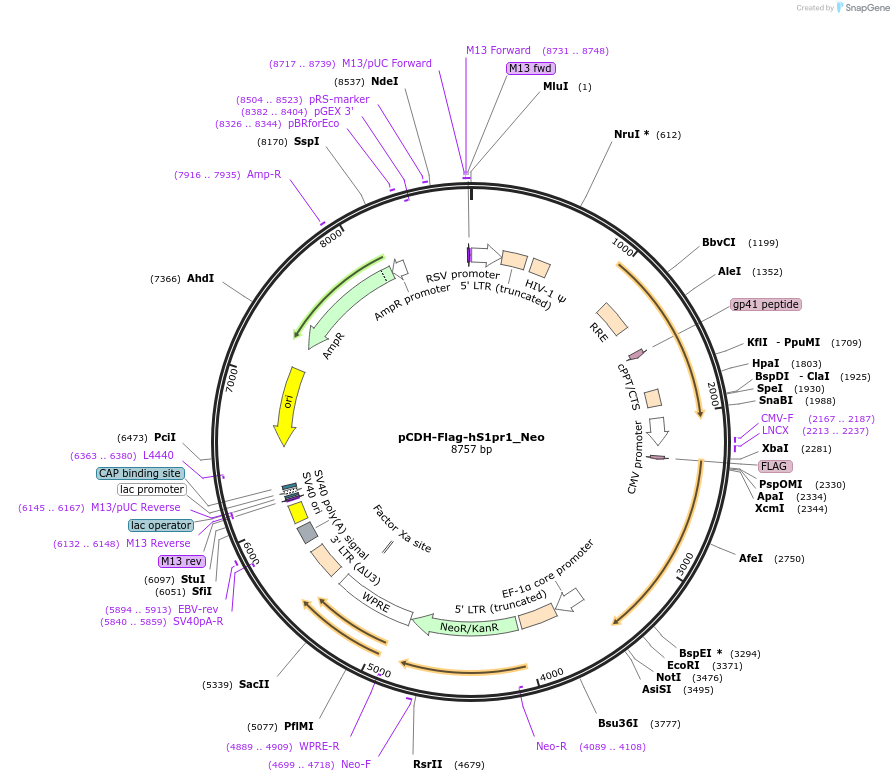 203709-plasmid-map-sequence-id-403684