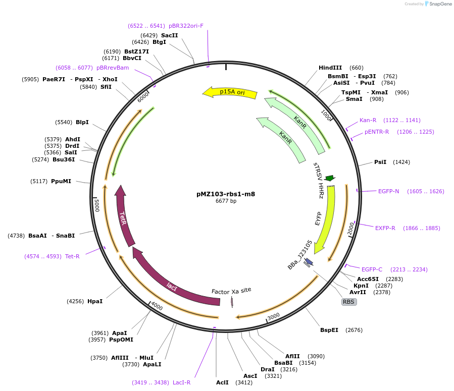 204470-plasmid-map-sequence-id-403702
