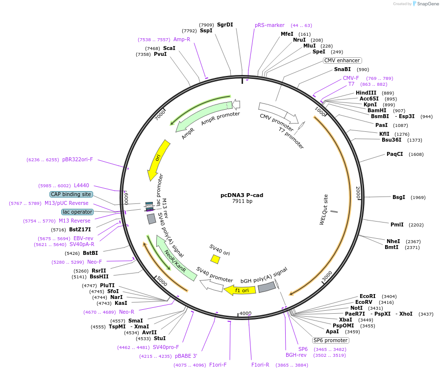 47502-plasmid-map-sequence-id-403714