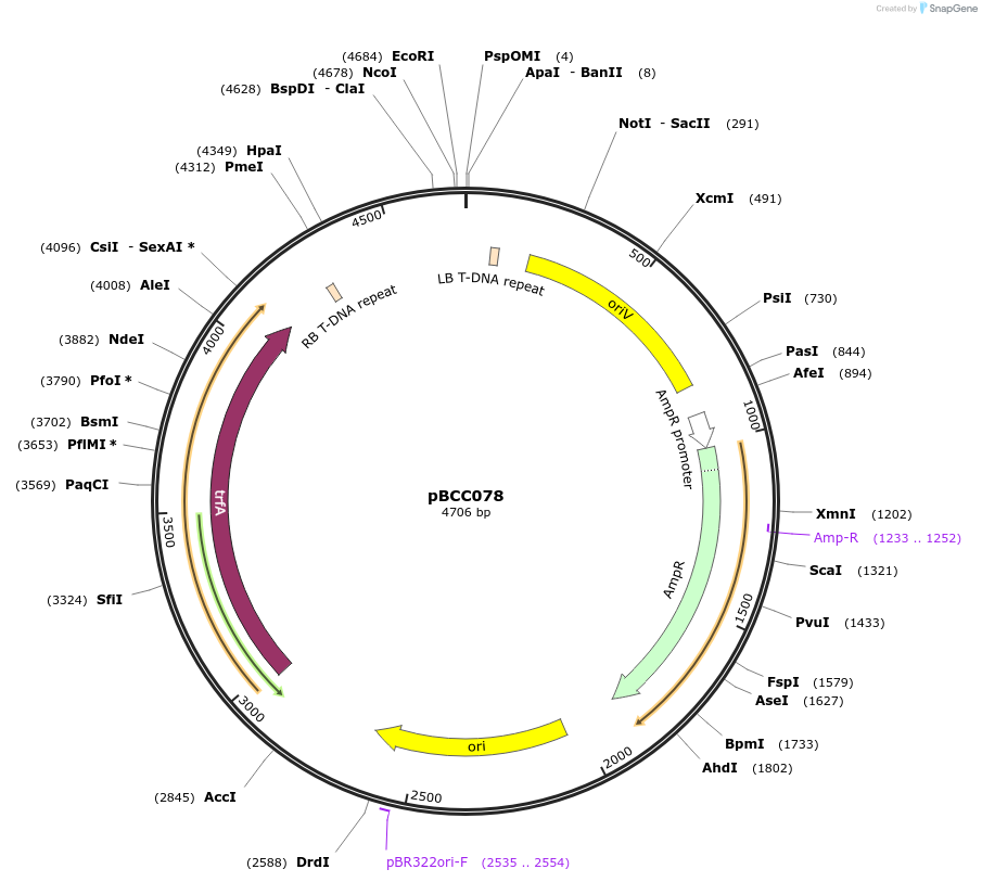 202212-plasmid-map-sequence-id-403721