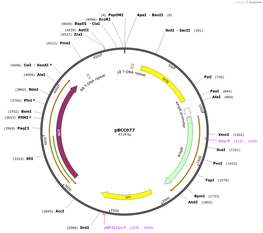 202211-plasmid-map-sequence-id-403722