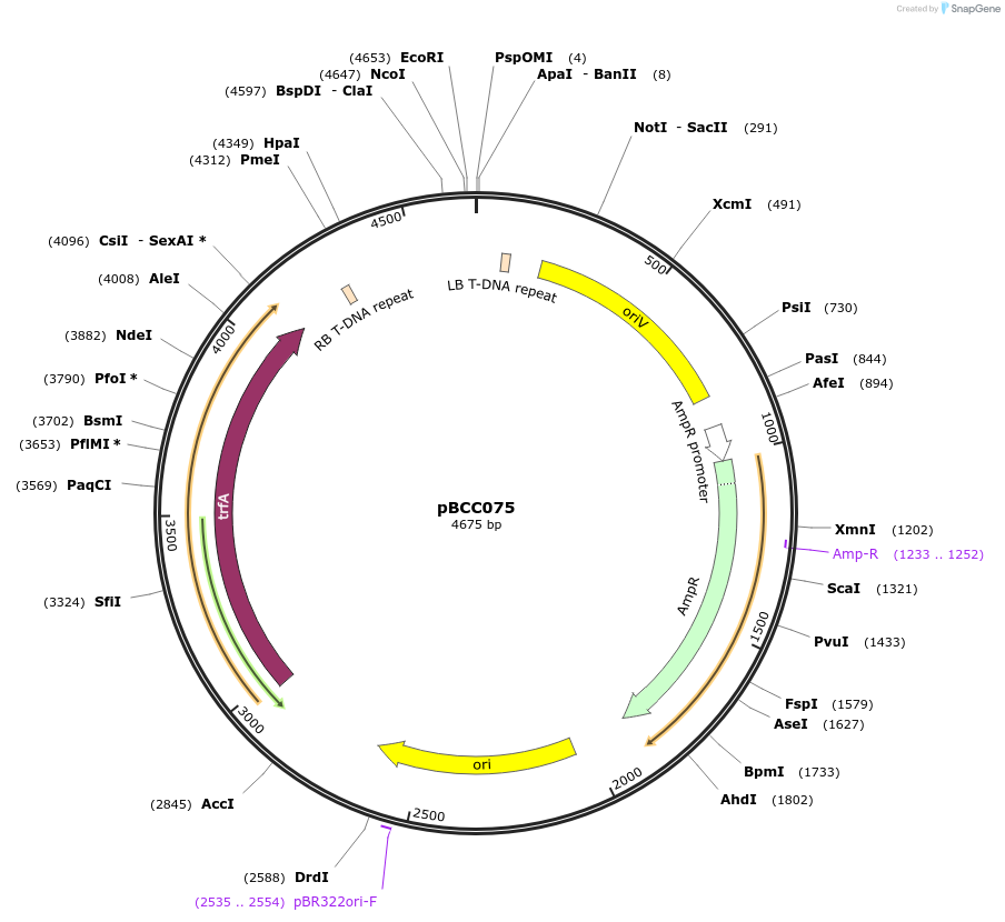 202210-plasmid-map-sequence-id-403723