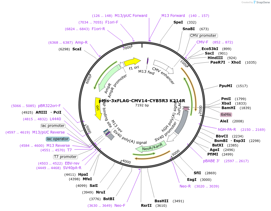 204552-plasmid-map-sequence-id-403729