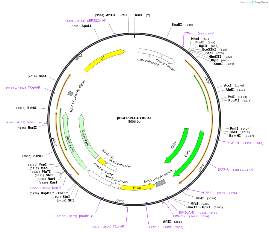 204567-plasmid-map-sequence-id-403735