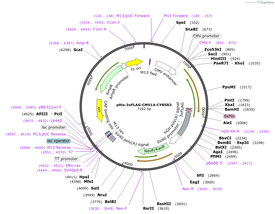 204551-plasmid-map-sequence-id-403737