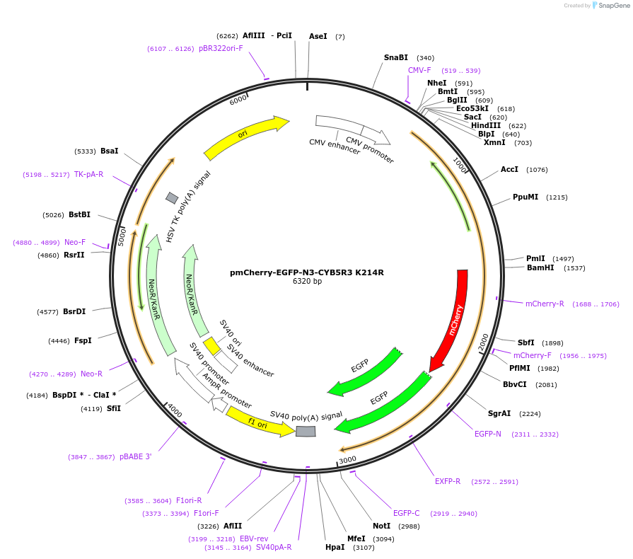 204570-plasmid-map-sequence-id-403739